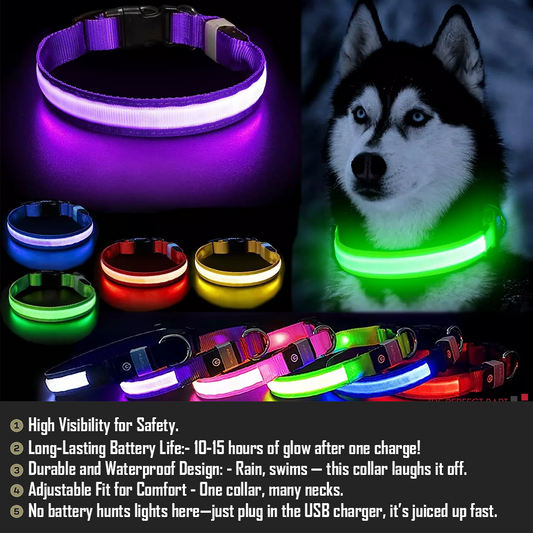 Forseti LED Dog Collar Rechargeable Waterproof Lighted GG