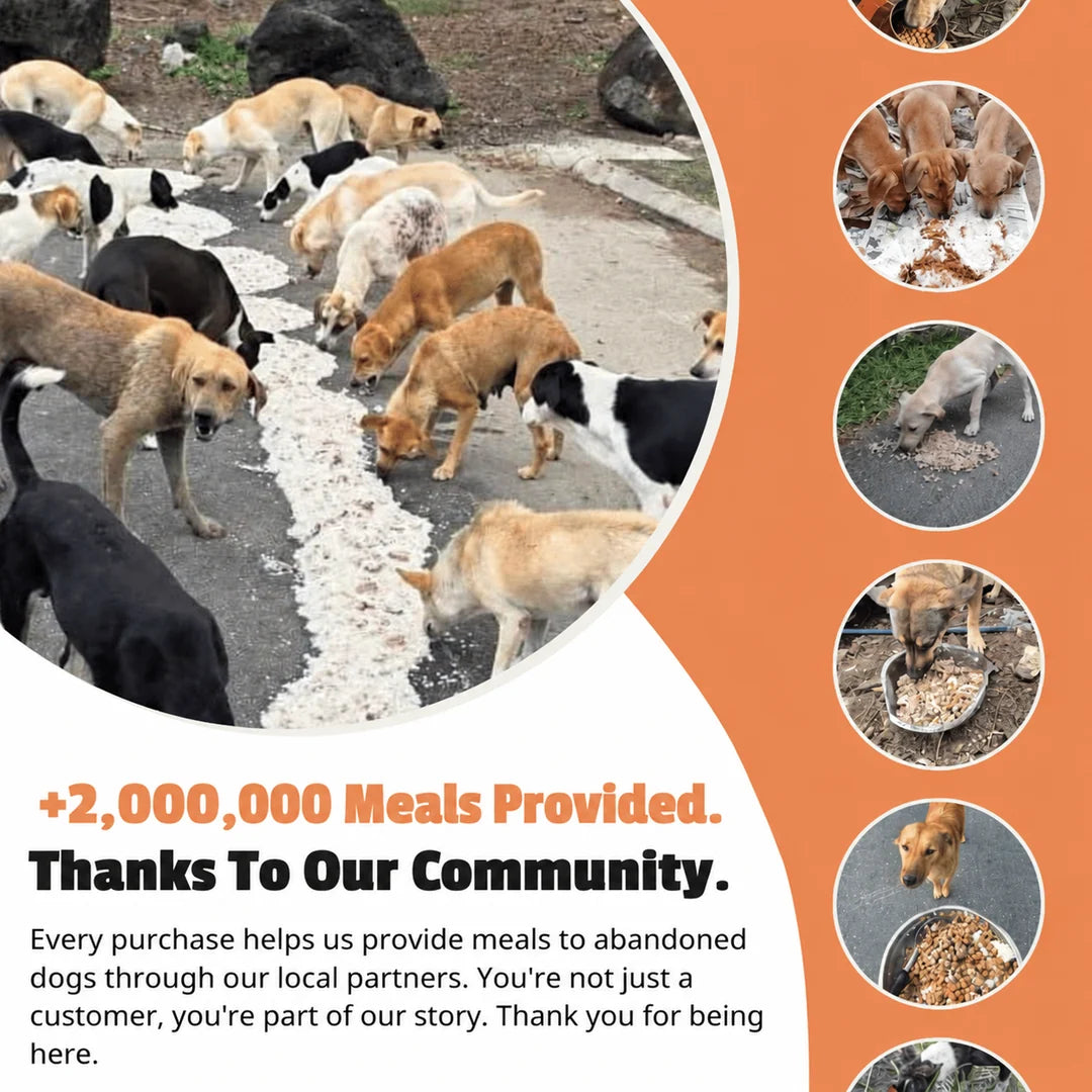 Rescue Paws Bracelet